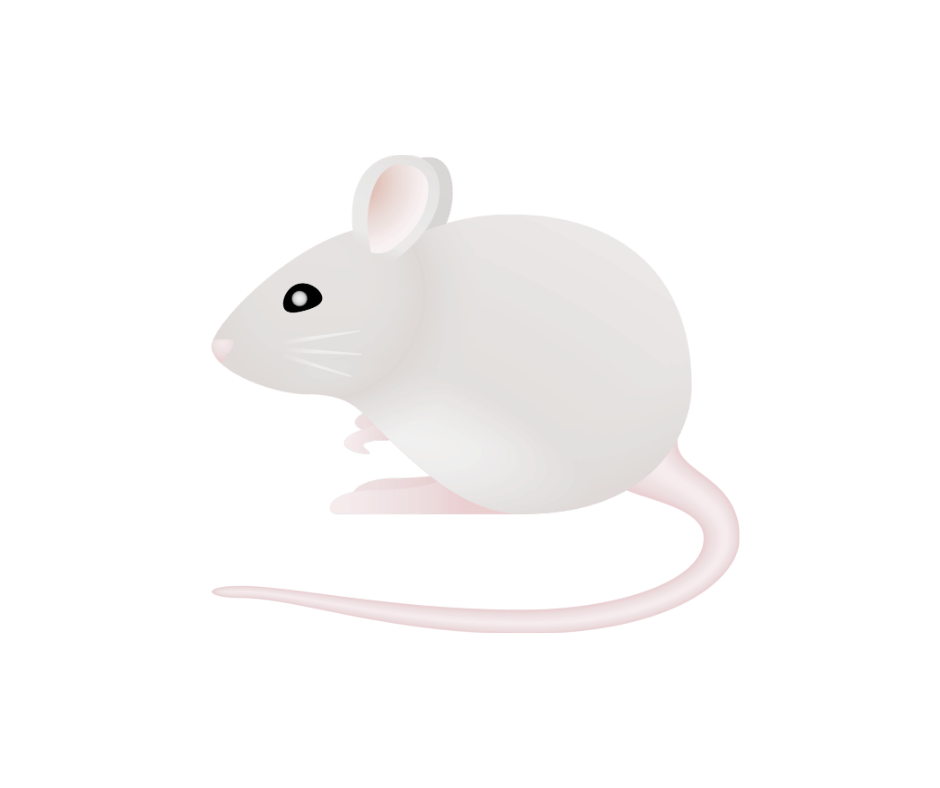 mouse