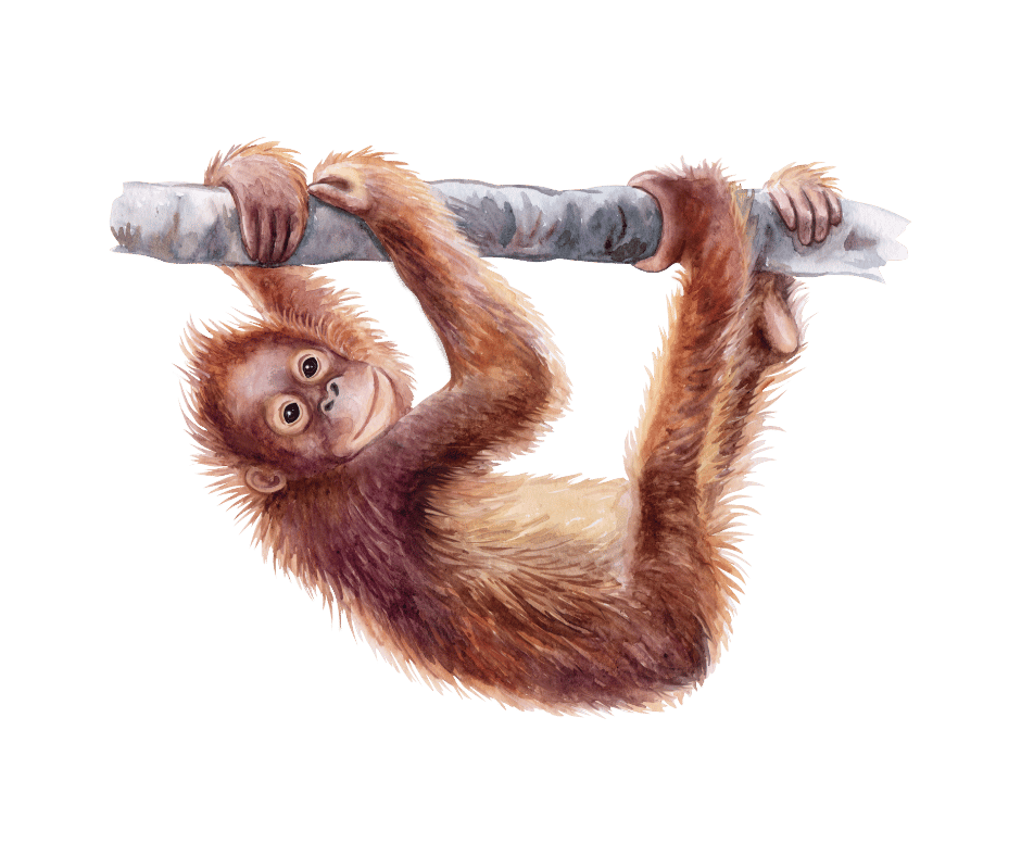 monkey