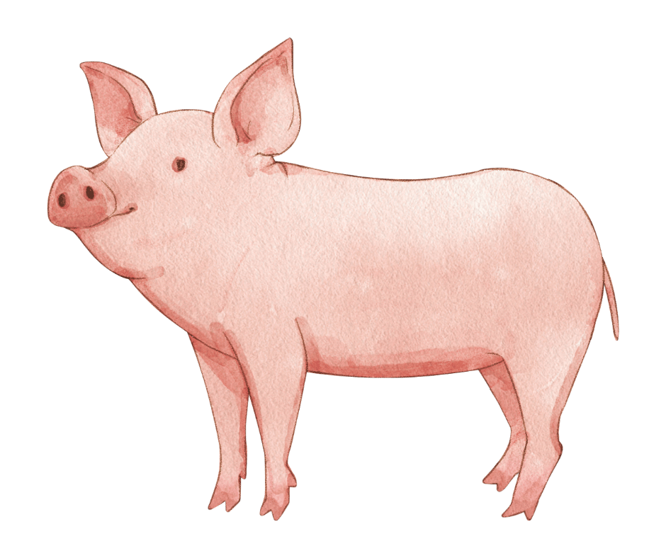 pig