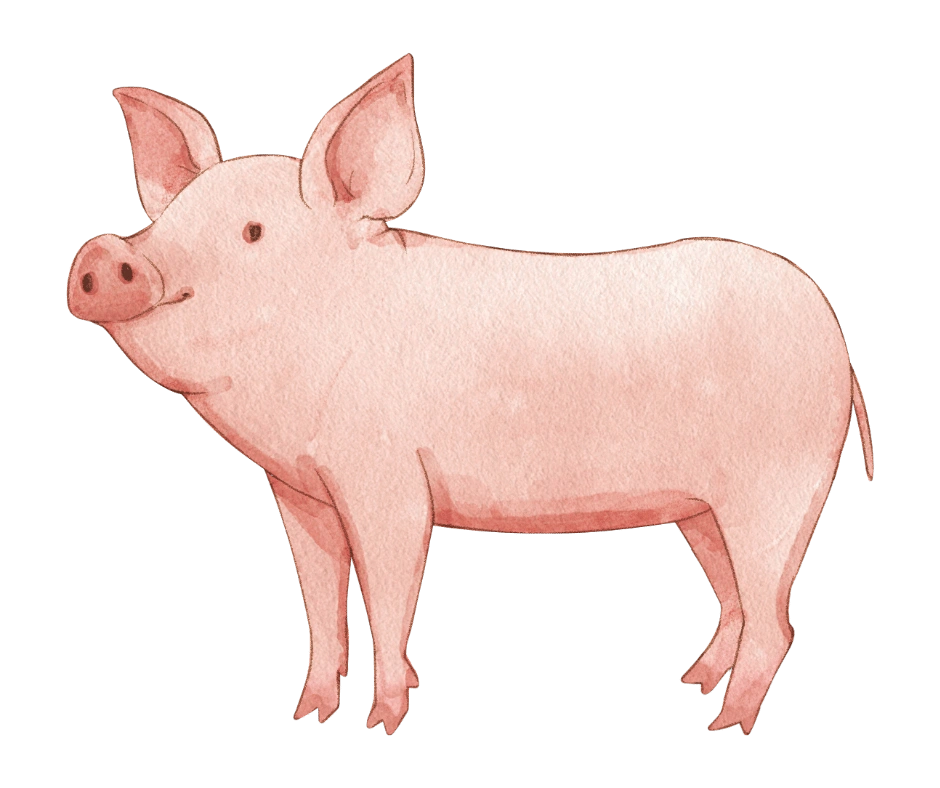 pig