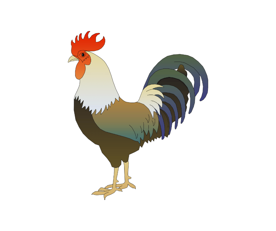 rooster