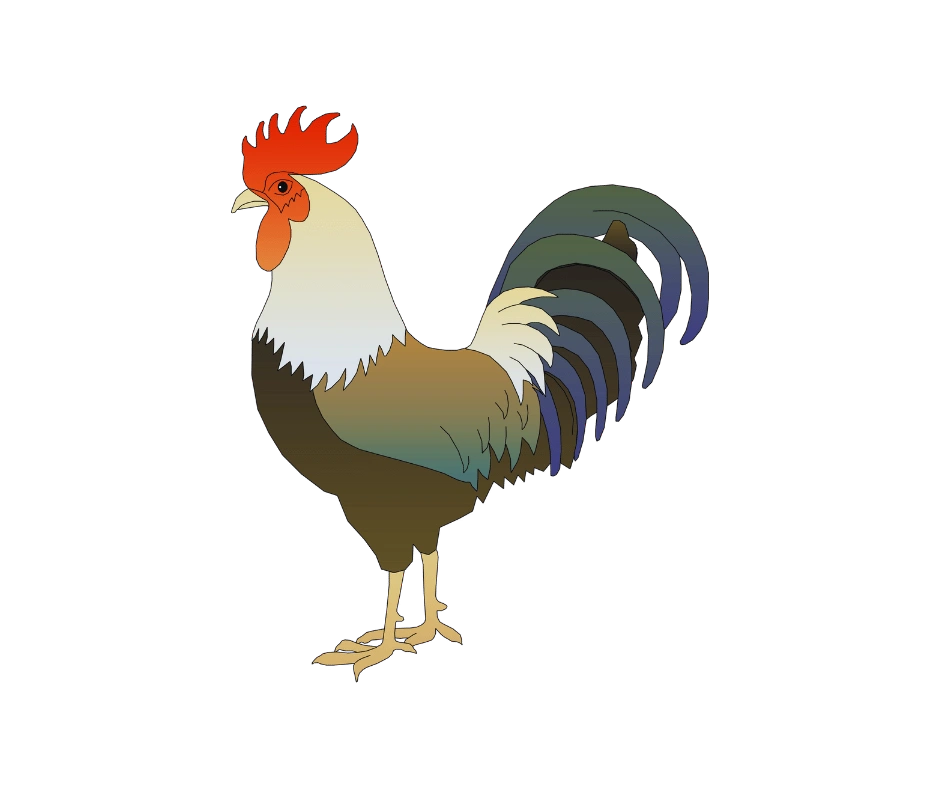 rooster