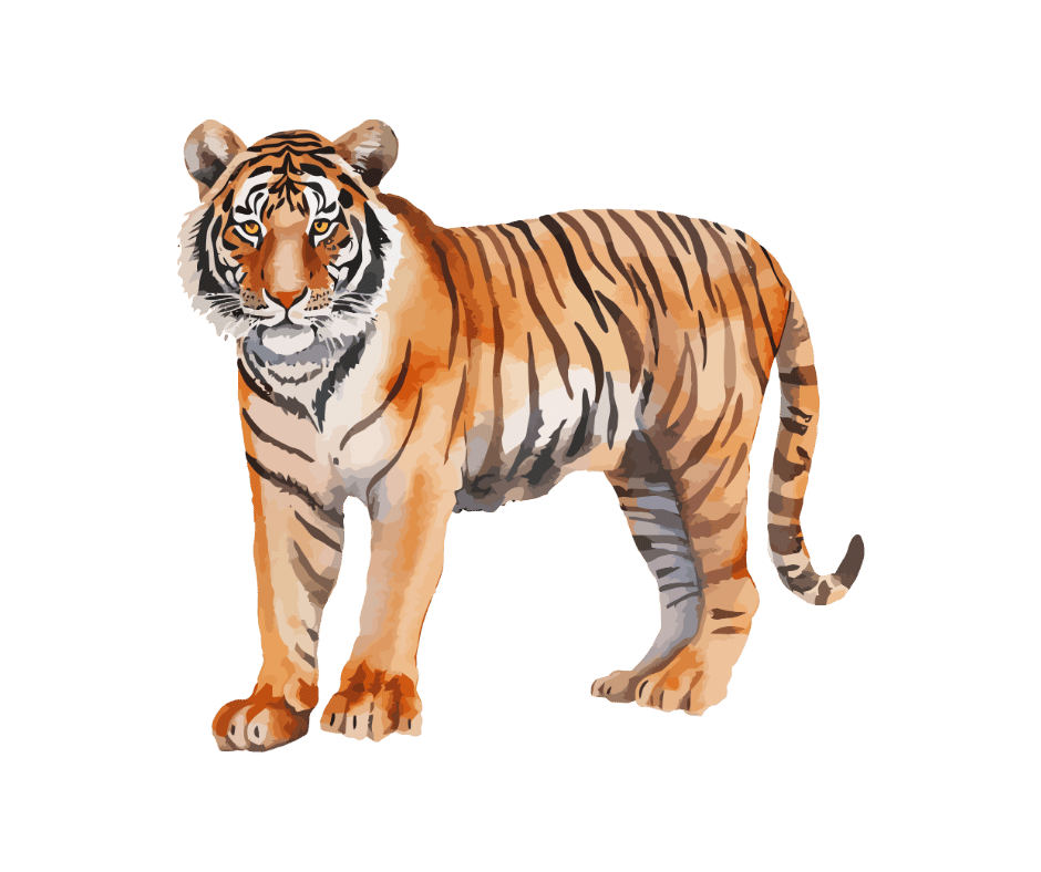 tiger