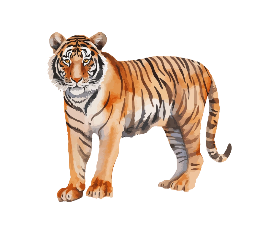 tiger
