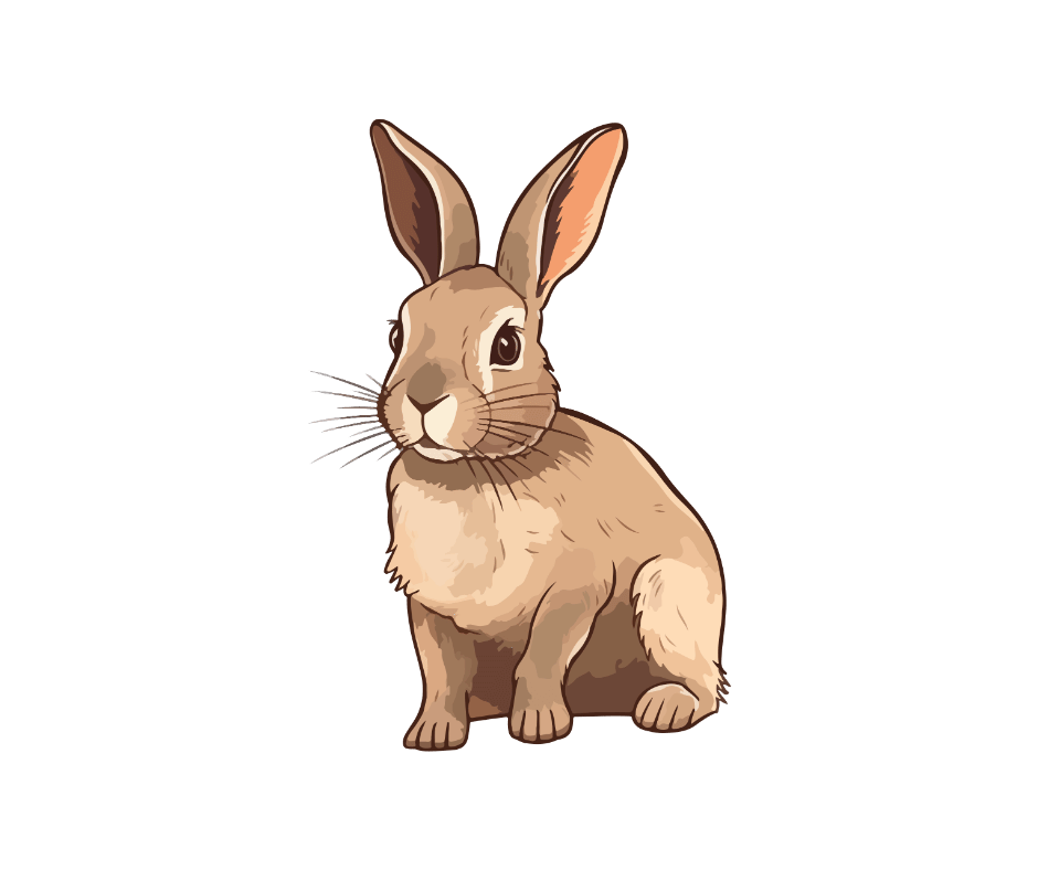 rabbit