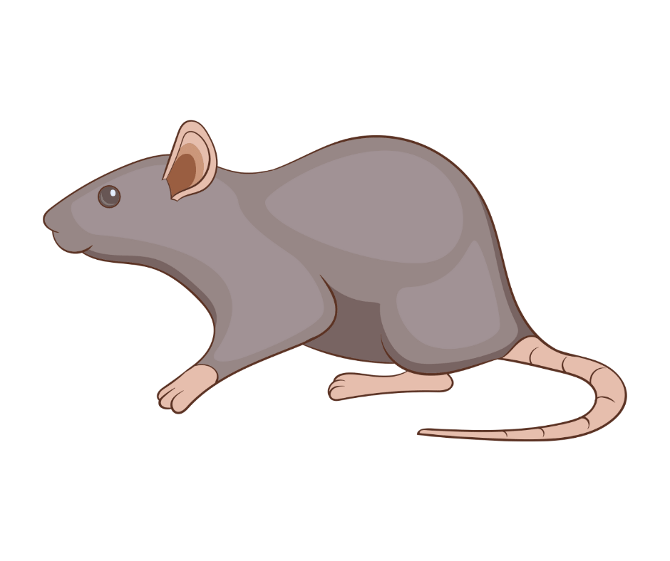 rat
