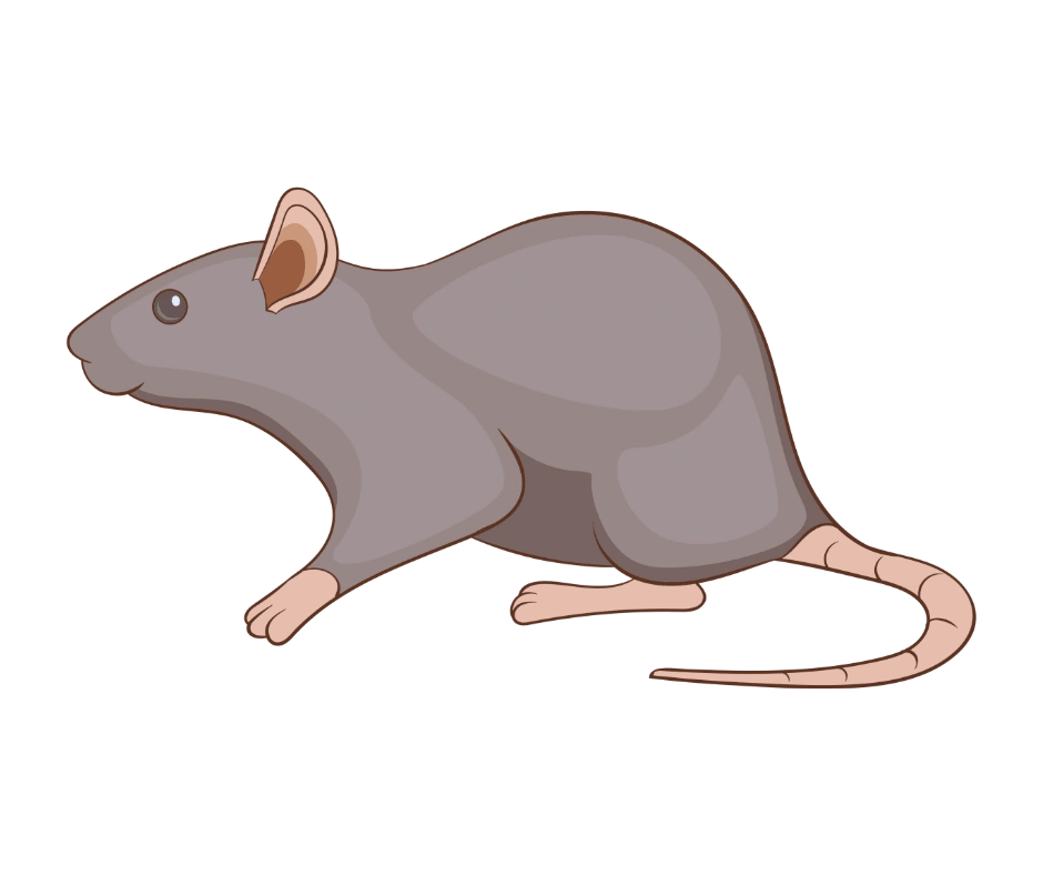rat